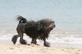 PETIT CHIEN LION 115
